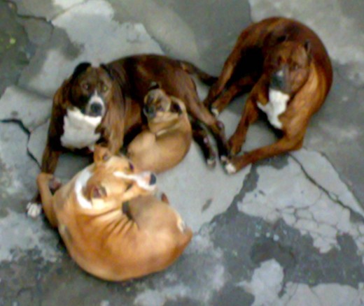 los 4 descansando